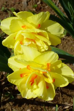 Sarıya boyanmış zarif ve güzel nergisler.