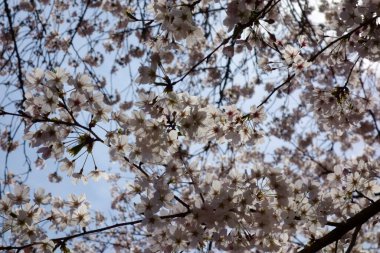 İlkbaharın başlarında zarif ve zarif, kiraz çiçekleri muhteşem bir şekilde açıyor.