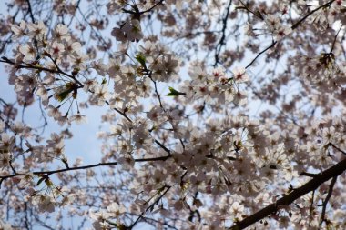 İlkbaharın başlarında zarif ve zarif, kiraz çiçekleri muhteşem bir şekilde açıyor.