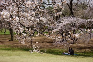 İlkbaharın başlarında zarif ve zarif, kiraz çiçekleri muhteşem bir şekilde açıyor.