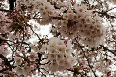 İlkbaharın başlarında zarif ve zarif, kiraz çiçekleri muhteşem bir şekilde açıyor.