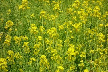 Tecavüz tarlası sarıya boyanmış.                               