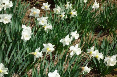 Zarif ve zarif, parlak çiçekli beyaz nergisler.