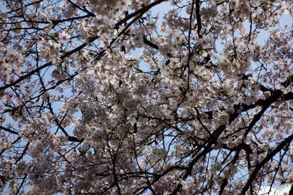 早春には優雅で優雅な桜が咲き誇ります — ストック写真