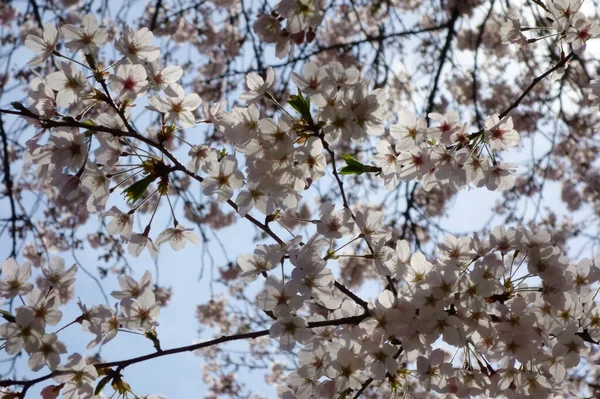 İlkbaharın başlarında zarif ve zarif, kiraz çiçekleri muhteşem bir şekilde açıyor.