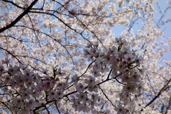 Élégant Élégant Début Printemps Les Cerisiers Fleurissent Magnifiquement — Photo