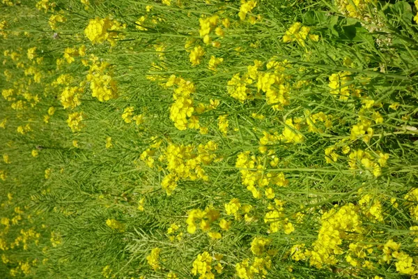 Pole Kwiatów Rzepaku Barwione Przepięknie Żółtym Kolorem — Zdjęcie stockowe