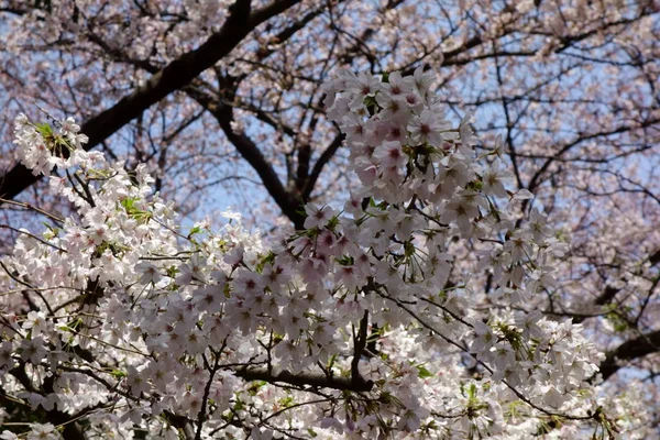 早春には優雅で優雅な桜が咲き誇ります — ストック写真