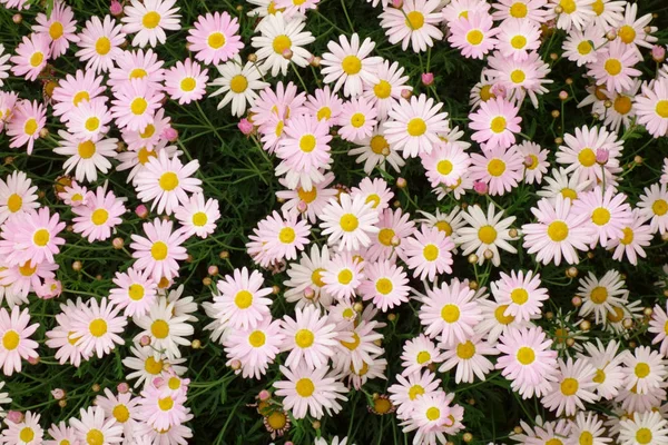 Gänseblümchen Blühen Prächtig Auf Der Wiese — Stockfoto