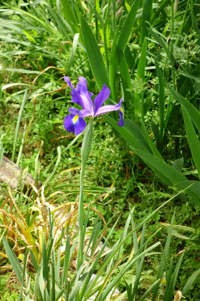 Bloeiende Irissen Mooie Irissen Bloeien Het Veld — Stockfoto