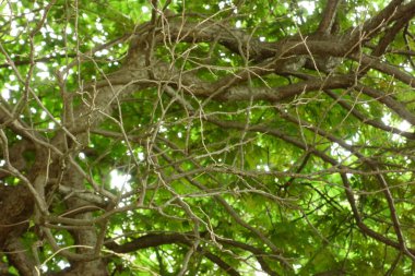 Dallar örümcek ağı gibi gerilmişti.