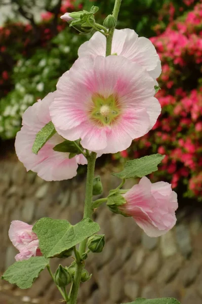 Roze Bloemen Bloeien Zachtjes Langs Weg — Stockfoto