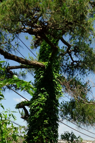Denso Tronco Árvore Coberto Com Folhas Hera — Fotografia de Stock