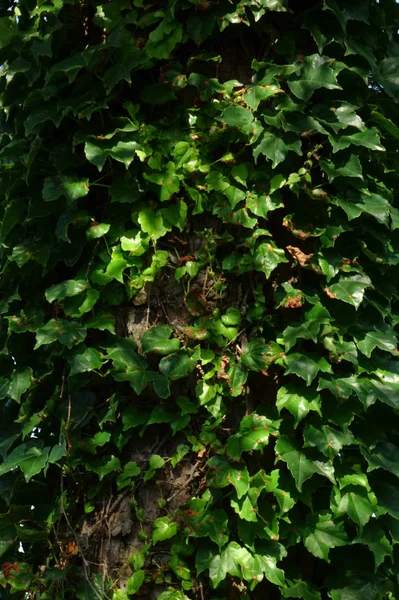Tät Trädstam Täckt Med Murgröna Blad — Stockfoto
