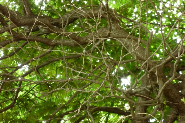 Branches Tendues Comme Une Toile Araignée — Photo