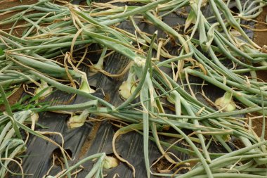 Kesilen yeşil soğan topu deseni ortalığı karıştırdı.