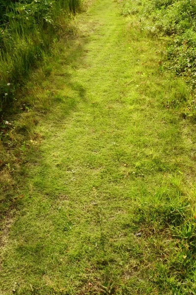 A green path that feels relaxed and covered with grass and lawn