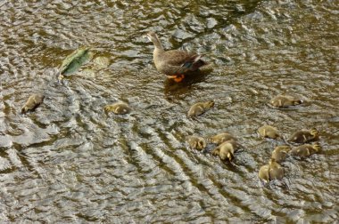 Anne ördek, çocuklarını nehir yatağında izliyor.