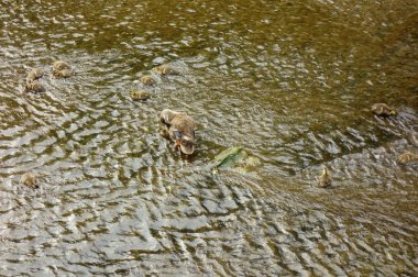 Anne ördek, çocuklarını nehir yatağında izliyor.