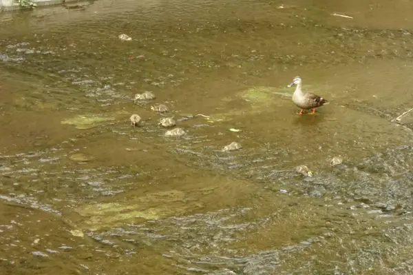 Mère Canard Regardant Ses Enfants Sur Lit Rivière — Photo