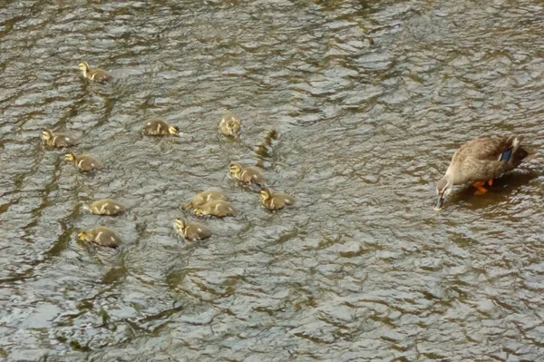 Madre Pato Viendo Sus Hijos Lecho Del Río — Foto de Stock