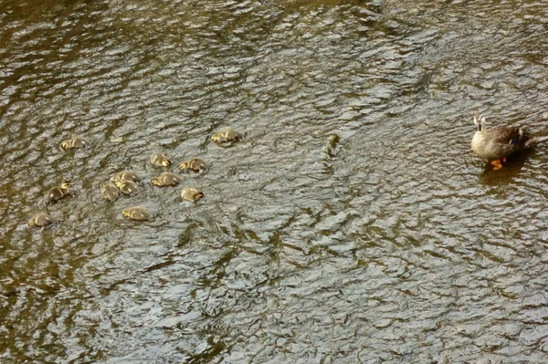 어머니오리는 강바닥에서 자녀를 지켜보고 — 스톡 사진