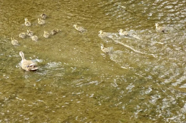 Madre Pato Viendo Sus Hijos Lecho Del Río — Foto de Stock