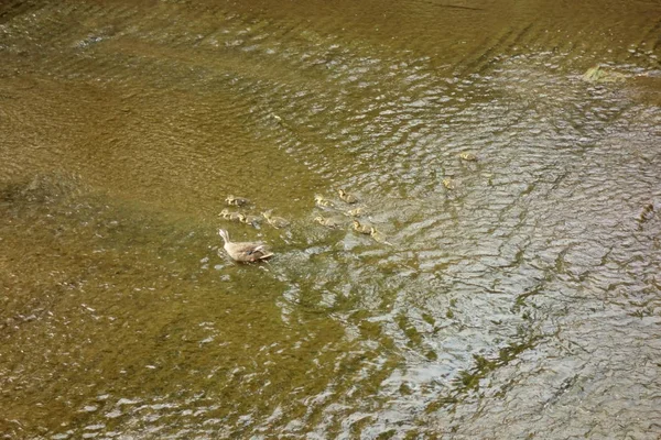 Mère Canard Regardant Ses Enfants Sur Lit Rivière — Photo