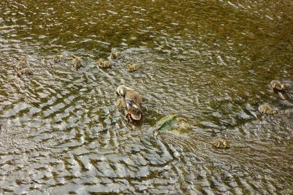 Madre Pato Viendo Sus Hijos Lecho Del Río — Foto de Stock