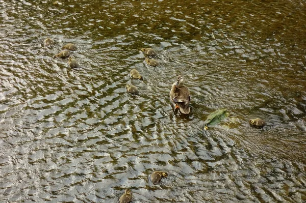 Madre Pato Viendo Sus Hijos Lecho Del Río — Foto de Stock