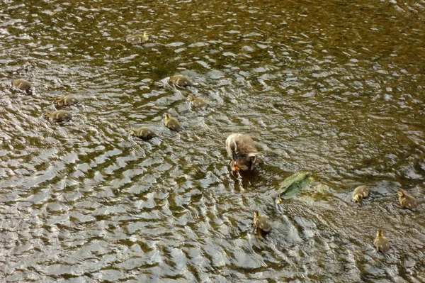 母アヒル見彼女の子供たちでザ川床 — ストック写真