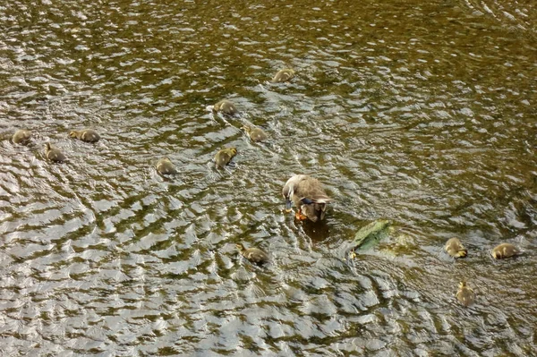 鸭妈妈在河床上看着孩子们 — 图库照片