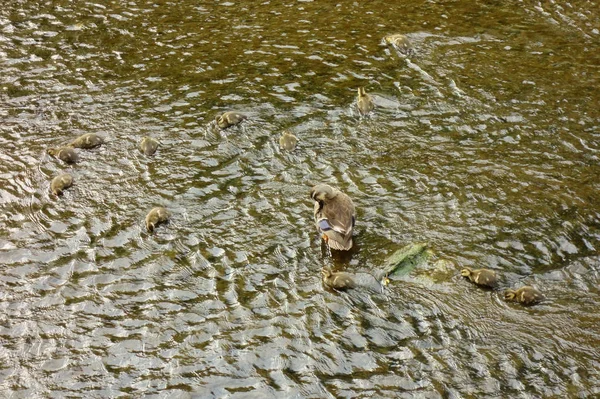 Madre Pato Viendo Sus Hijos Lecho Del Río — Foto de Stock