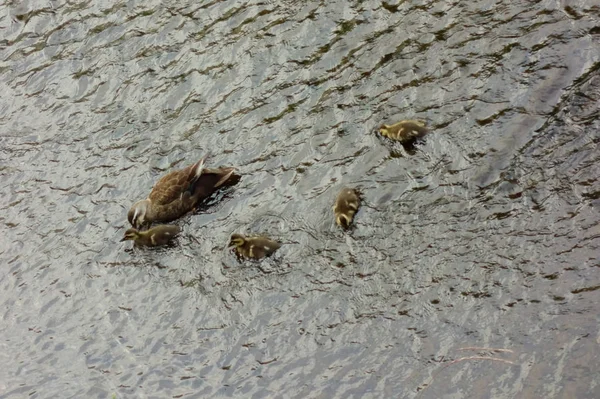 Mère Canard Regardant Ses Enfants Sur Lit Rivière — Photo