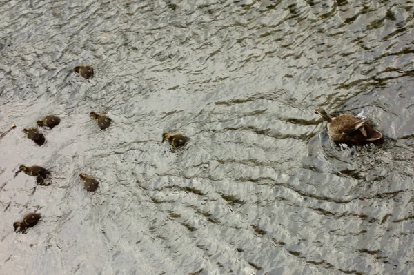 Mother Duck Watching Her Children Riverbed — Stock Photo, Image