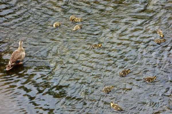 Mère Canard Regardant Ses Enfants Sur Lit Rivière — Photo