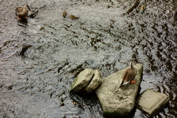 Mãe Pato Assistindo Seus Filhos Leito Rio — Fotografia de Stock