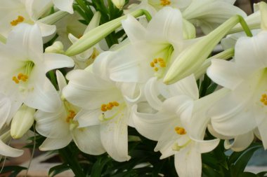 Şatafatlı, göz kamaştırıcı ve muhteşem çiçekli narsist.