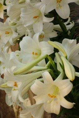 Şatafatlı, göz kamaştırıcı ve muhteşem çiçekli narsist.