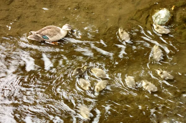 Mère Canard Regardant Ses Enfants Sur Lit Rivière — Photo