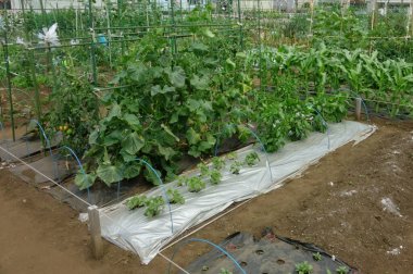 Şehir bölgesinde vatandaşlar için kiralık bölge çiftliği