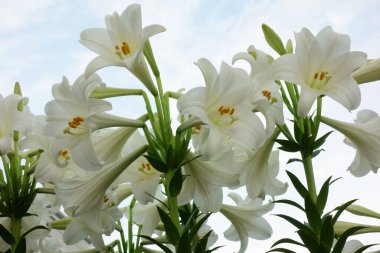 Brilliant and elegant narcissus flowers that shine in the clear sky clipart