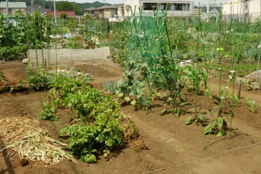 Şehir bölgesinde vatandaşlar için kiralık bölge çiftliği
