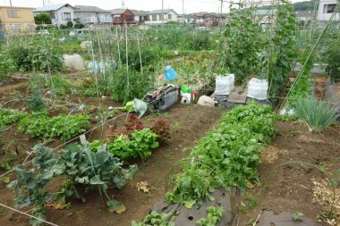 Şehir bölgesinde vatandaşlar için kiralık bölge çiftliği