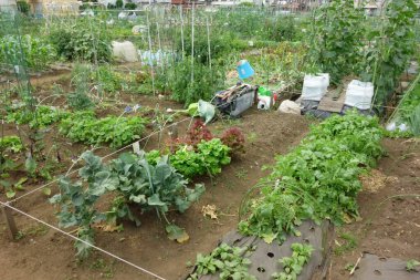 Şehir bölgesinde vatandaşlar için kiralık bölge çiftliği