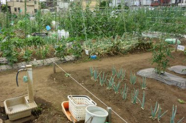 Şehir bölgesinde vatandaşlar için kiralık bölge çiftliği