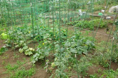 Şehir bölgesinde vatandaşlar için kiralık bölge çiftliği