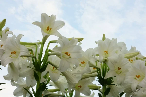 Brilantní Elegantní Narcisy Květiny Které Září Jasné Obloze — Stock fotografie