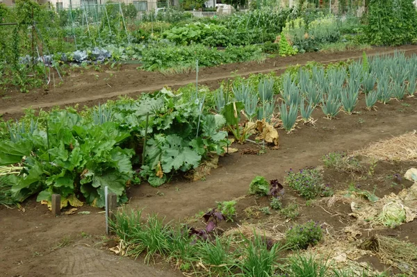 Lease District Split Farm Citizens Installed City Area — Stock Photo, Image