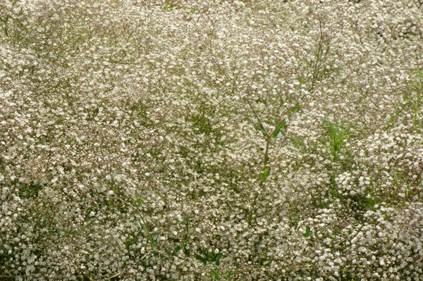 Gypsophila Floreciendo Brillante Densamente —  Fotos de Stock